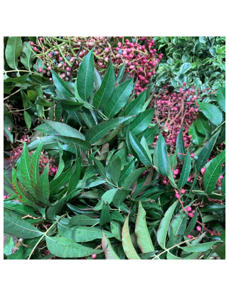 Buy Fresh Pistache Berry Growers Bunch Online | Foliage – Flower Bunches