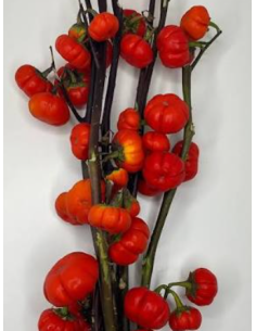 Buy Fresh Pumpkin Tree 3-5 Stems Online | Flower Bunches