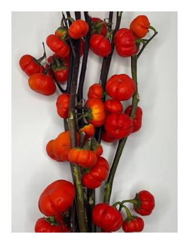 Buy Fresh Pumpkin Tree 3-5 Stems Online | Flower Bunches