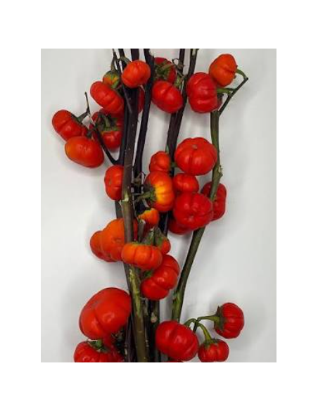Buy Fresh Pumpkin Tree 3-5 Stems Online | Flower Bunches
