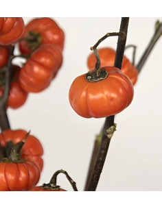 Buy Fresh Pumpkin Tree 3-5 Stems Online | Flower Bunches 2