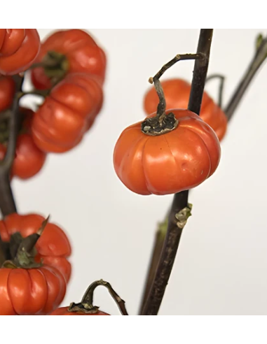 Buy Fresh Pumpkin Tree 3-5 Stems Online | Flower Bunches