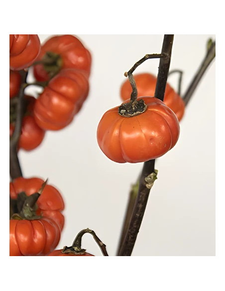 Buy Fresh Pumpkin Tree 3-5 Stems Online | Flower Bunches