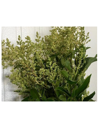 Buy Fresh Privet Berry Green Growers Bunch Online | Flower Bunches