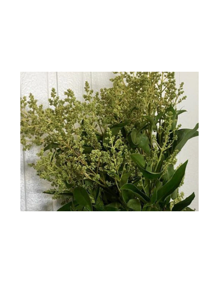 Buy Fresh Privet Berry Green Growers Bunch Online | Flower Bunches
