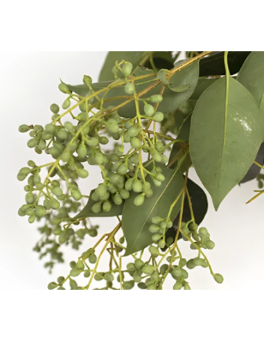 Buy Fresh Privet Berry Green Growers Bunch Online | Flower Bunches