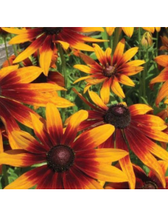Buy Fresh Rudbeckia Chocolate or Variegated Online | Flower Bunches 2