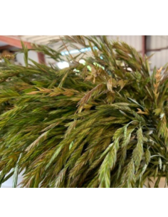 Buy Fresh Shaker Grass Growers Bunch Online | Flower Bunches