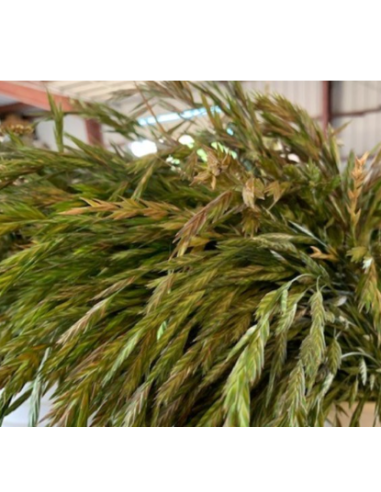 Buy Fresh Shaker Grass Growers Bunch Online | Flower Bunches