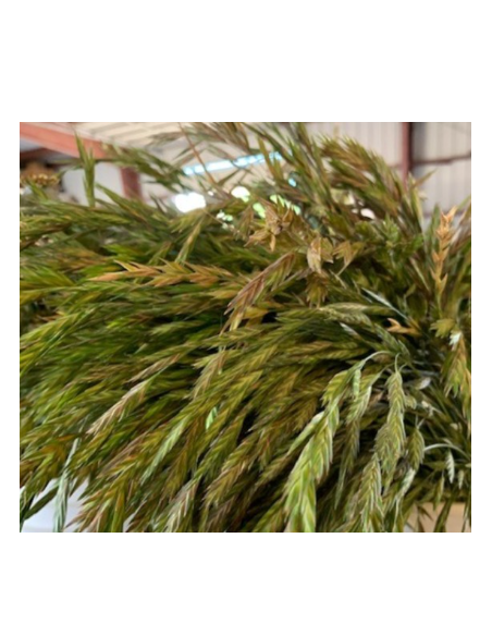 Buy Fresh Shaker Grass Growers Bunch Online | Flower Bunches