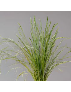Buy Fresh Shaker Grass Growers Bunch Online | Flower Bunches 2
