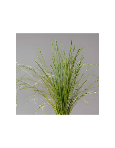 Buy Fresh Shaker Grass Growers Bunch Online | Flower Bunches