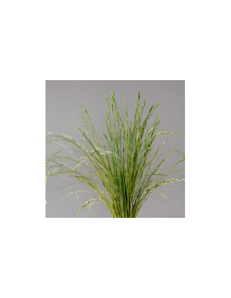 Buy Fresh Shaker Grass Growers Bunch Online | Flower Bunches
