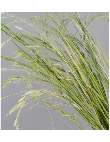 Buy Fresh Shaker Grass Growers Bunch Online | Flower Bunches