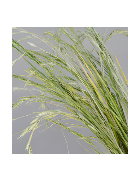 Buy Fresh Shaker Grass Growers Bunch Online | Flower Bunches
