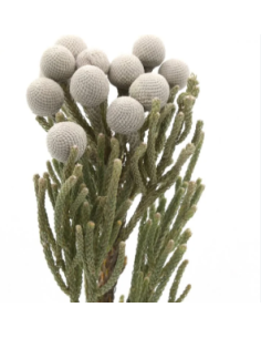 Buy Fresh Silver Brunia Growers Bunch Online | Flower Bunches