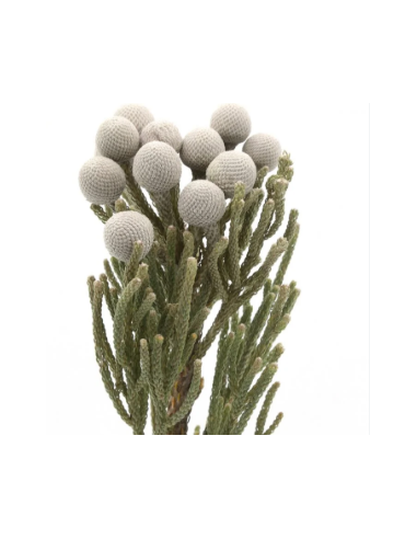 Buy Fresh Silver Brunia Growers Bunch Online | Flower Bunches