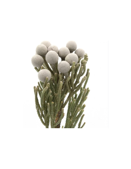 Buy Fresh Silver Brunia Growers Bunch Online | Flower Bunches
