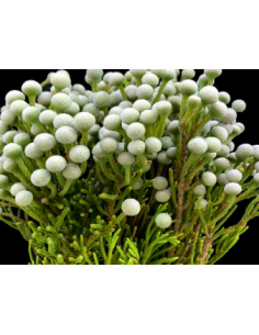 Buy Fresh Silver Brunia Growers Bunch Online | Flower Bunches 2