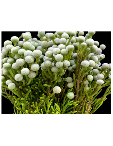 Buy Fresh Silver Brunia Growers Bunch Online | Flower Bunches