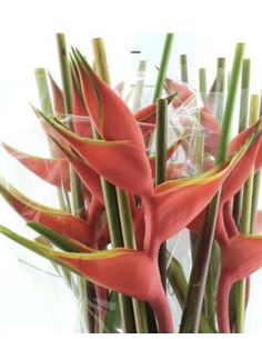 Fresh Heliconia Stems | Wholesale Tropical Flowers