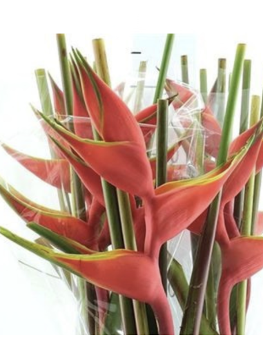 Fresh Heliconia Stems | Wholesale Tropical Flowers