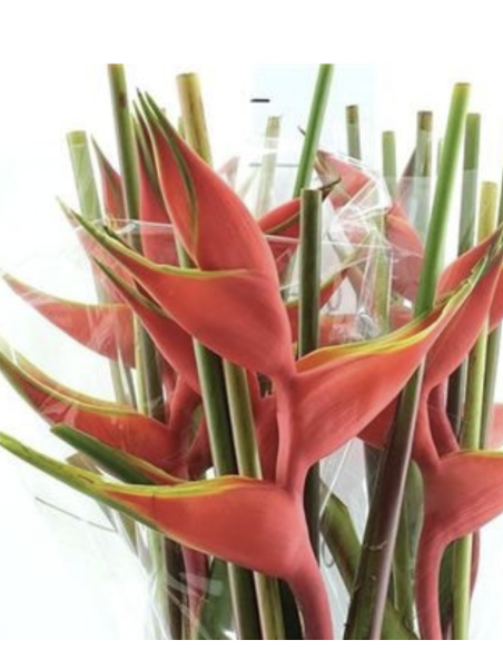 Fresh Heliconia Stems | Wholesale Tropical Flowers