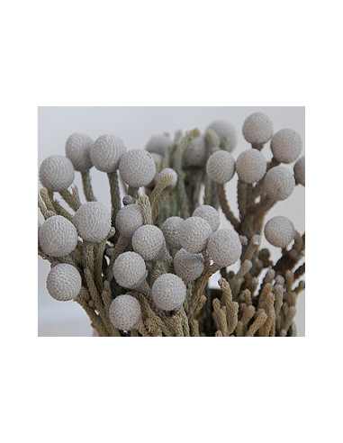 Buy Fresh Silver Brunia Growers Bunch Online | Flower Bunches