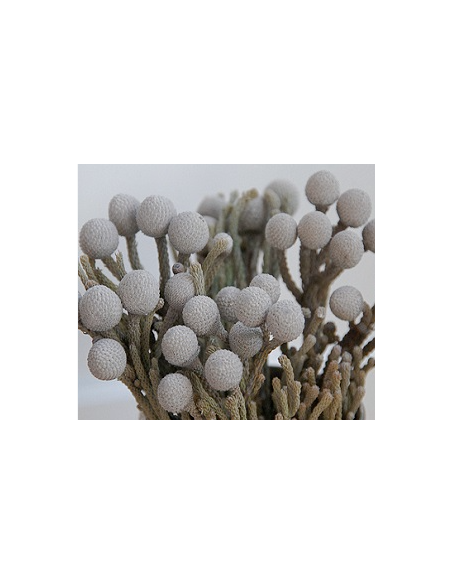 Buy Fresh Silver Brunia Growers Bunch Online | Flower Bunches