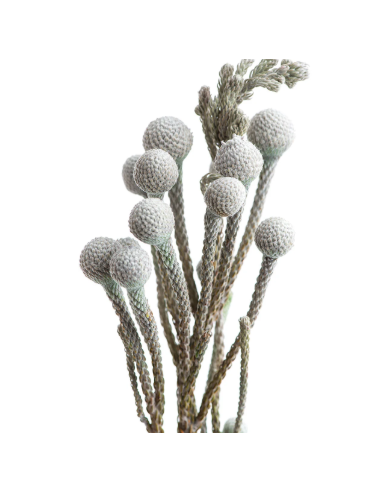 Buy Fresh Silver Brunia Growers Bunch Online | Flower Bunches