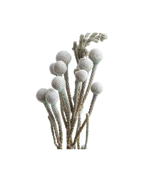 Buy Fresh Silver Brunia Growers Bunch Online | Flower Bunches