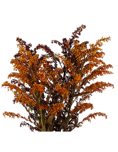 Buy Fresh Solidago Tinted Fall 10 Stems Online | Flower Bunches
