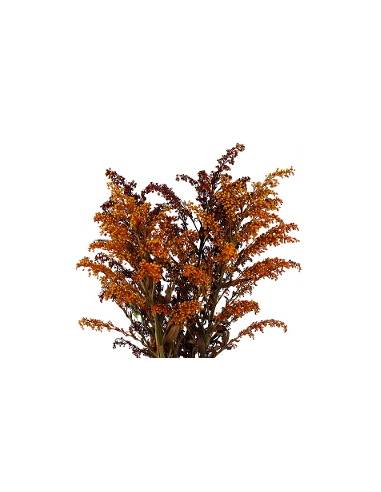 Buy Fresh Solidago Tinted Fall 10 Stems Online | Flower Bunches