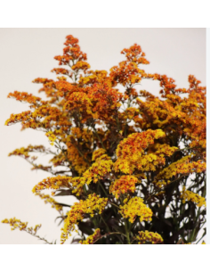 Buy Fresh Solidago Tinted Fall 10 Stems Online | Flower Bunches 2