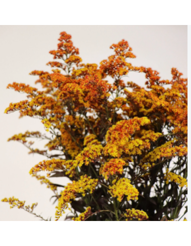 Buy Fresh Solidago Tinted Fall 10 Stems Online | Flower Bunches