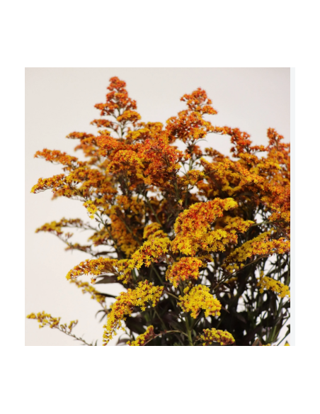 Buy Fresh Solidago Tinted Fall 10 Stems Online | Flower Bunches