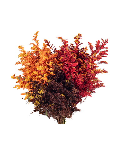 Buy Fresh Solidago Tinted Fall 10 Stems Online | Flower Bunches