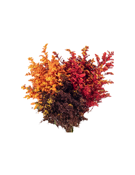 Buy Fresh Solidago Tinted Fall 10 Stems Online | Flower Bunches