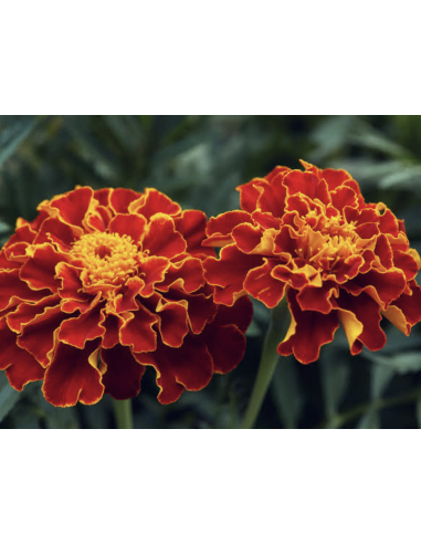 Fresh French Marigold Stems (10-Stem Bunch) | Flower Bunches