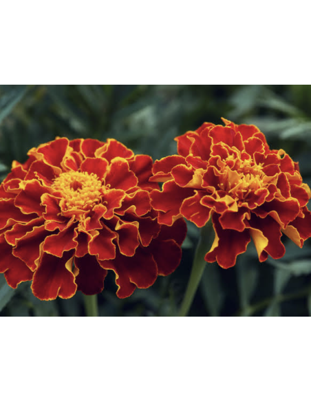 Fresh French Marigold Stems (10-Stem Bunch) | Flower Bunches