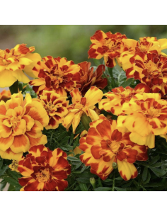 Fresh French Marigold Stems (10-Stem Bunch) | Flower Bunches 2