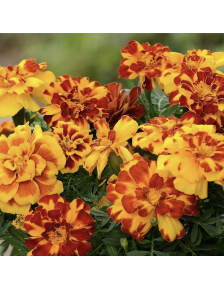 Fresh French Marigold Stems (10-Stem Bunch) | Flower Bunches