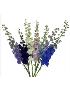 Fresh Hybrid Delphinium Stems (5 Stem Bunch) | Wholesale Flowers
