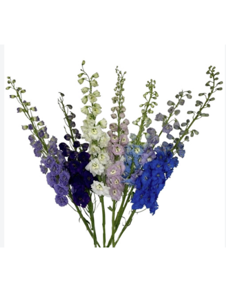 Fresh Hybrid Delphinium Stems (5 Stem Bunch) | Wholesale Flowers