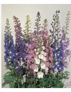 Fresh Hybrid Delphinium Stems (5 Stem Bunch) | Wholesale Flowers 2