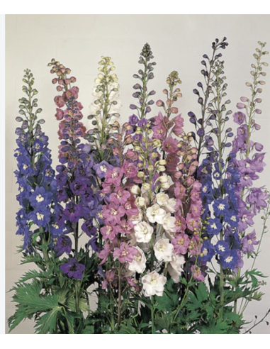 Fresh Hybrid Delphinium Stems (5 Stem Bunch) | Wholesale Flowers