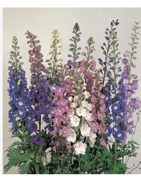Fresh Hybrid Delphinium Stems (5 Stem Bunch) | Wholesale Flowers