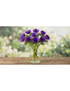 Fresh Purple Anemone Stems (10-Stem Bunch) | Flower Bunches