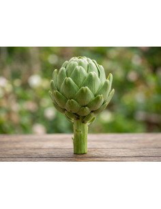 Fresh Green Artichoke Single Stem | Botanical Floral Accents