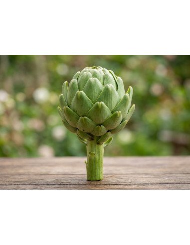 Fresh Green Artichoke Single Stem | Botanical Floral Accents